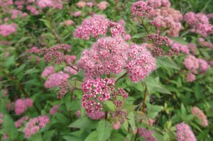 spiraea japonica (1200 x 799)1